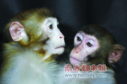 中国转基因猴子诞生记