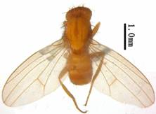 Drosophila (D